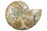 Cut & Polished Ammonite Fossil (Half) - Madagascar #267985-1